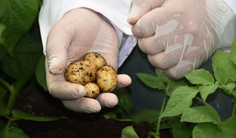 Niğde’de günlük 300 ton patates ihracata gidiyor