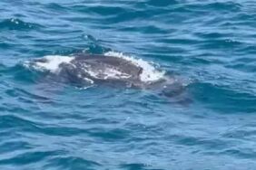 Okyanuslarda yaşayan 'deri sırtlı deniz kaplumbağası' İstanbul Boğazı'nda görüntülendi