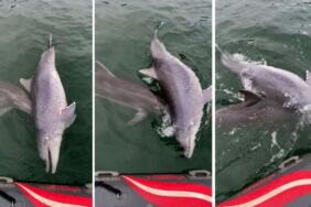 Ölen yunusu bir başka yunus 6 günde karaya sürükledi