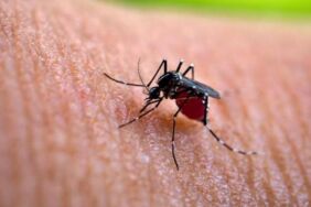 Oropouche virüsü nedir, nasıl bulaşır Oropouche virüsü tedavisi var mı