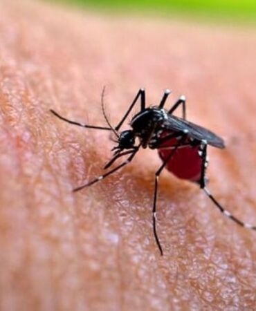 Oropouche virüsü nedir, nasıl bulaşır Oropouche virüsü tedavisi var mı