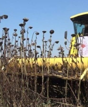 Osmaniye'de hasat başladı 500 çiftçi tarafından üretiliyor