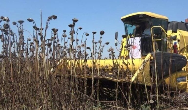 Osmaniye'de hasat başladı 500 çiftçi tarafından üretiliyor
