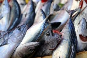 Palamut bolluğu sevindiriyor Tanesi 75 TL