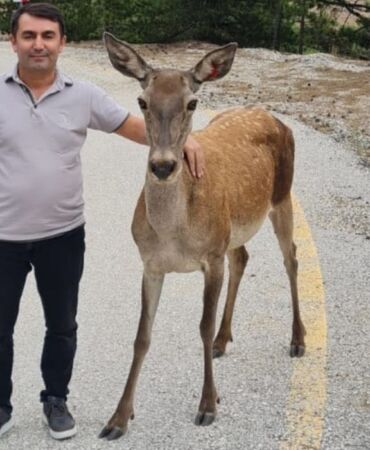 Salda Gölü çevresine salınan kızıl geyikler görüntülendi