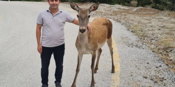 Salda Gölü çevresine salınan kızıl geyikler görüntülendi