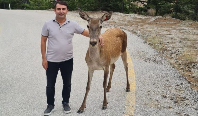 Salda Gölü çevresine salınan kızıl geyikler görüntülendi