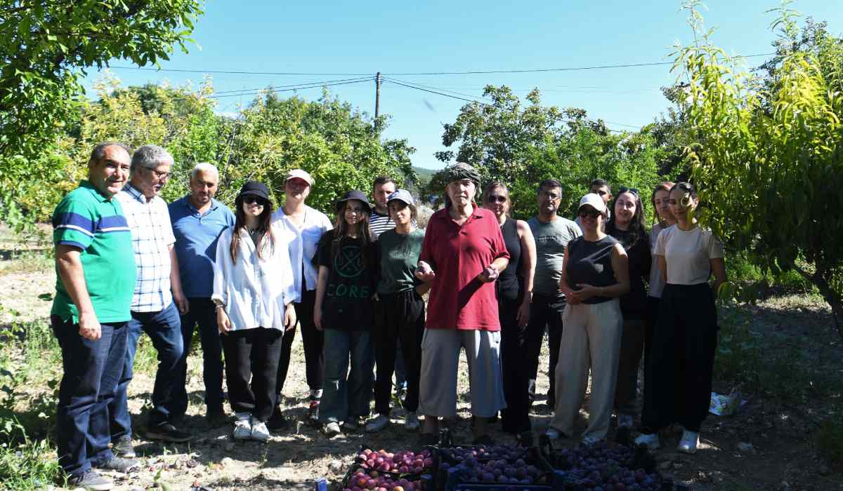 Salih Amca'nın erikleri reçel ve marmelata dönüştü!