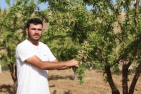 'Sivas'ta Olmaz' dediler, o inadına yetiştirdi 11 yılın ardından ilk kez hasat etti...