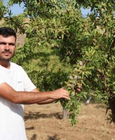'Sivas'ta Olmaz' dediler, o inadına yetiştirdi 11 yılın ardından ilk kez hasat etti...
