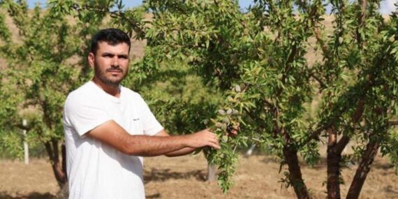 ‘Sivas’ta Olmaz’ dediler, o inadına yetiştirdi: 11 yılın ardından ilk kez hasat etti…