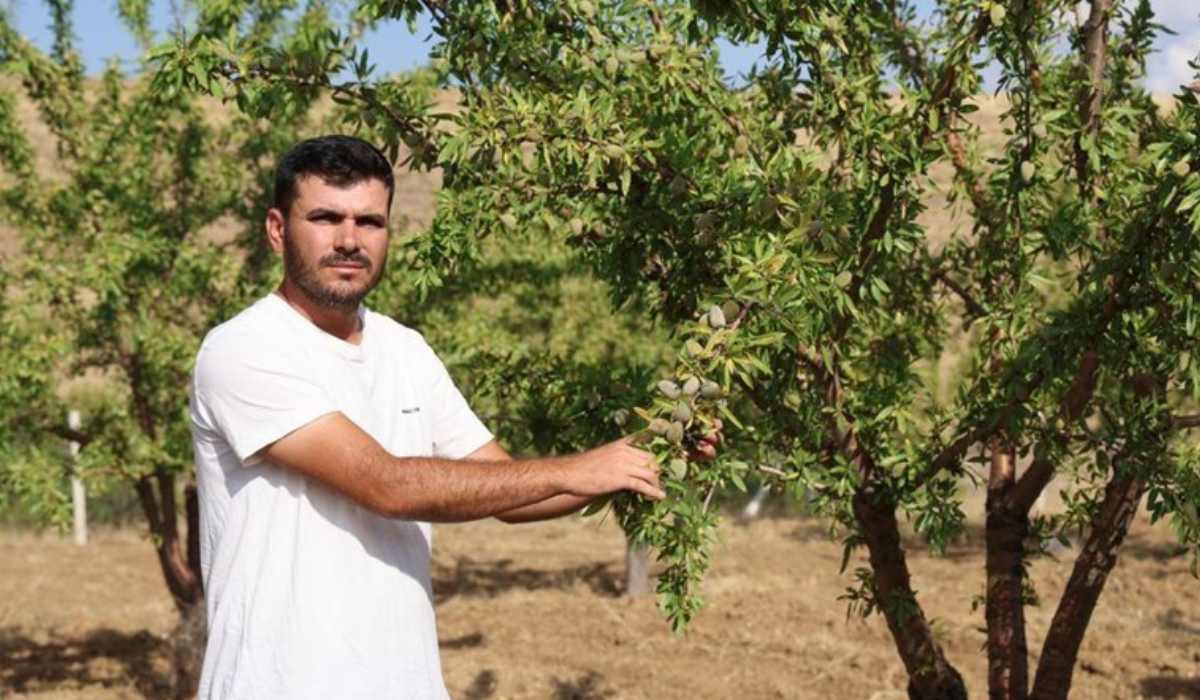 'Sivas'ta Olmaz' dediler, o inadına yetiştirdi 11 yılın ardından ilk kez hasat etti...