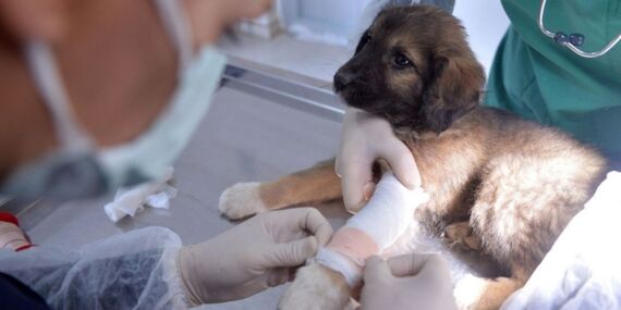 TVHB’den sokak hayvanlarına ilişkin açıklama: ‘Sahipsiz hayvanların sahibi devlettir’