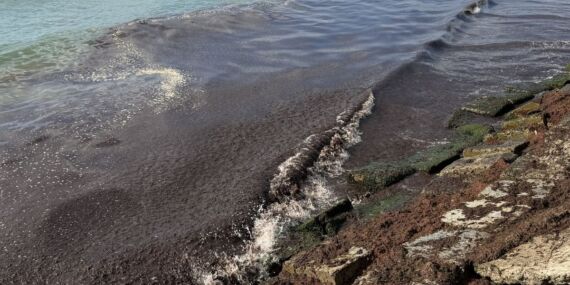 Tekirdağ’da poyraz nedeniyle sahilde kırmızı yosun birikti