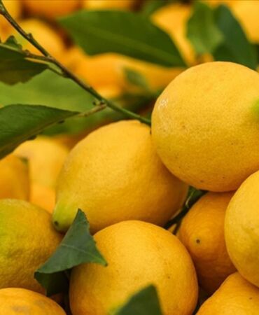 Temmuzda en çok limonun fiyatı arttı