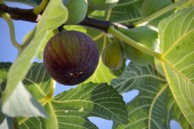 Tescilli 'Bursa siyahı' incirin ihracat yolculuğu erken başladı