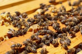 Tescilli 'geven' balında yüksek verim (2)