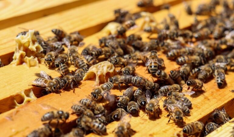 Tescilli ‘geven’ balında yüksek verim