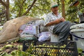 Toroslar'da hasat başladı 'Kabuğunu soyup kuruttuktan sonra…'