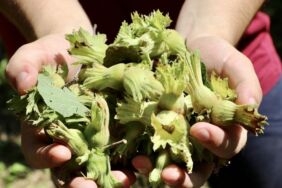 Trabzon'da sahil kesiminde üreticiler fındığı hasat ediyor