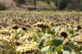 Trakya'da üretilen yerli ayçiçeği, kuraklığa daha dayanıklı