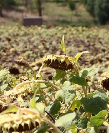 Trakya'da üretilen yerli ayçiçeği, kuraklığa daha dayanıklı