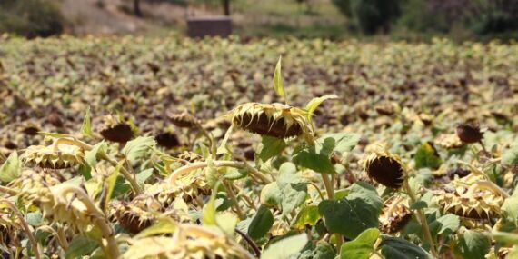 Trakya’da üretilen yerli ayçiçeği, kuraklığa daha dayanıklı
