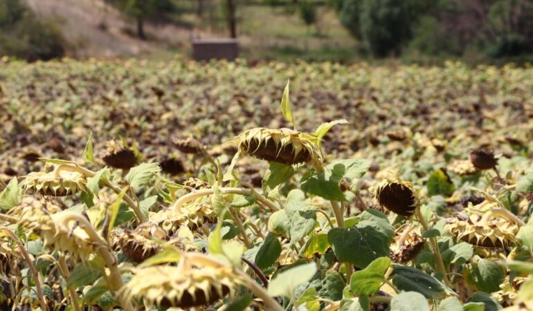 Trakya’da üretilen yerli ayçiçeği, kuraklığa daha dayanıklı