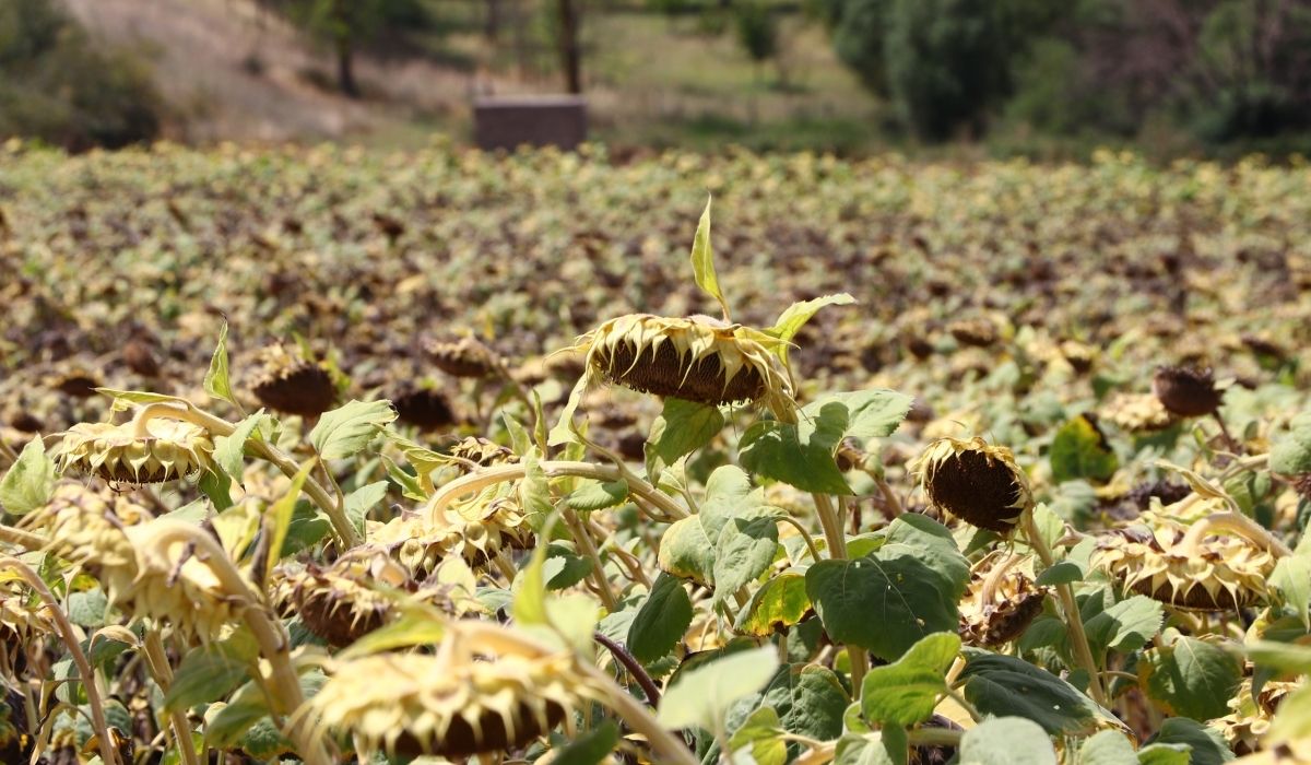 Trakya'da üretilen yerli ayçiçeği, kuraklığa daha dayanıklı