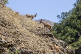 Tunceli'de koruma altındaki yaban keçileri yavrularıyla görüntülendi
