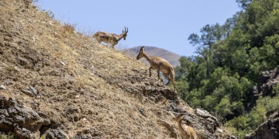 Tunceli’de koruma altındaki yaban keçileri yavrularıyla görüntülendi