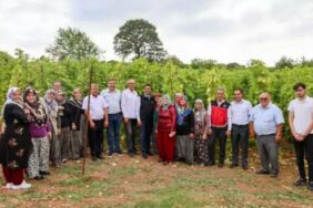 Türkiye’nin bir numaralı seçimi İlk hasadı yapıldı! Magnezyum ve kalsiyum deposu, kemik sağlığının güvencesi