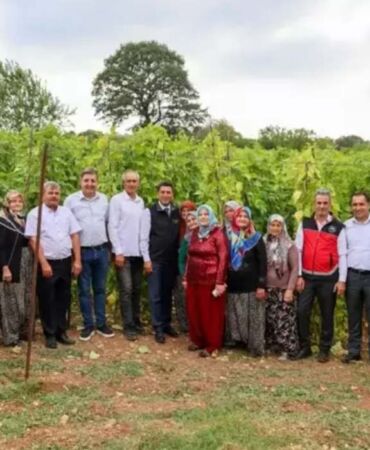 Türkiye’nin bir numaralı seçimi İlk hasadı yapıldı! Magnezyum ve kalsiyum deposu, kemik sağlığının güvencesi