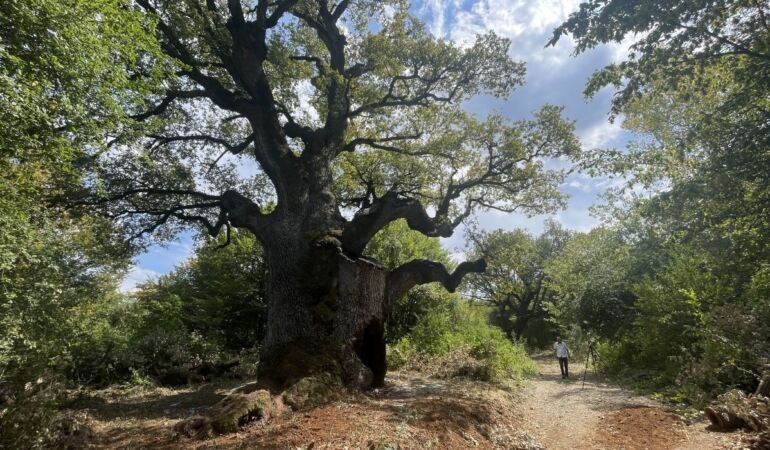 Türkiye’nin ‘en yaşlı’ meşe ağacı 11 asrı aşkın süredir göğe uzanıyor