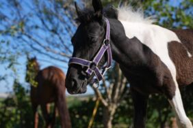 Türkiye'nin ilk tüp tayı Balat görücüye çıktı