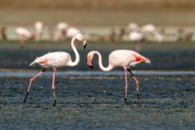 Tuz Gölü, 5 bin yavru flamingoya ev sahipliği yapıyor