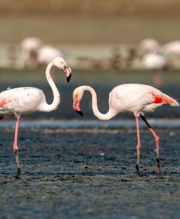 Tuz Gölü, 5 bin yavru flamingoya ev sahipliği yapıyor
