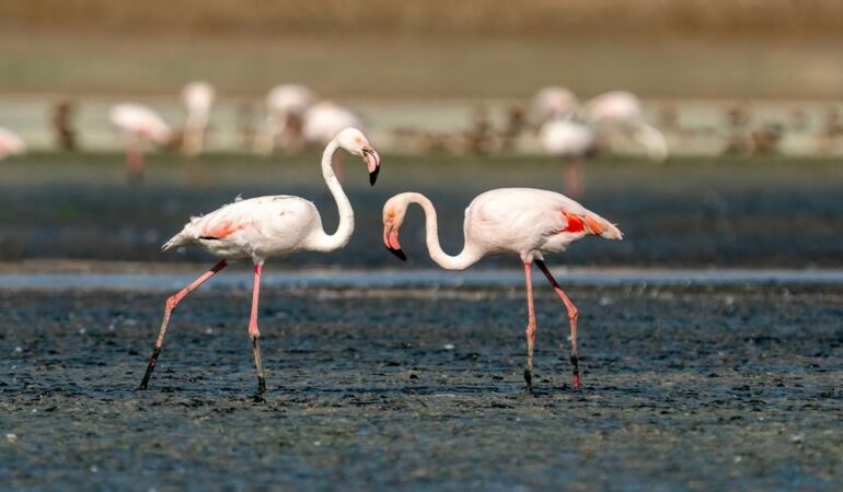 Tuz Gölü, 5 bin yavru flamingoya ev sahipliği yapıyor