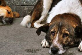 Uzmanlar açıkladı_ Köpeğiniz depresyonda olabilir
