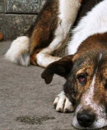 Uzmanlar açıkladı_ Köpeğiniz depresyonda olabilir