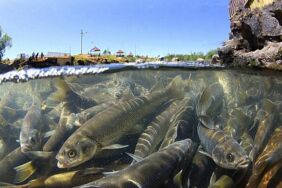 Van Gölü'nde yaşayan inci kefalinin konservesi yapıldı