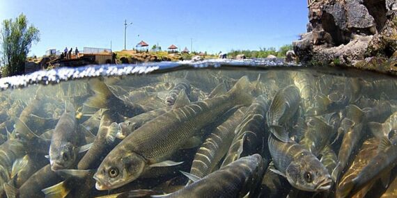 Van Gölü’nde yaşayan inci kefalinin konservesi yapıldı