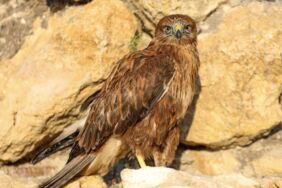 Van'da tedavileri tamamlanan kuşlar doğal yaşam alanlarına bırakıldı