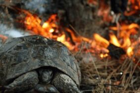 Yangından etkilenen canlılar için dikkat edilmesi gereken 7 önemli adım
