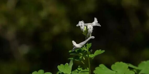 Yeni keşfedildi: Yok olma tehlikesiyle karşı karşıya