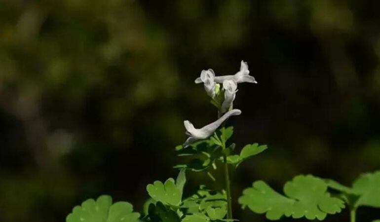 Yeni keşfedildi: Yok olma tehlikesiyle karşı karşıya