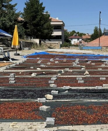 Yozgat Sorgun'dan, Japonya'ya kiraz