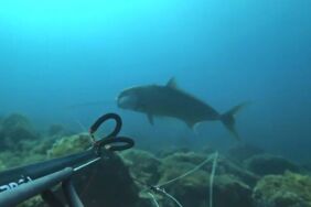 Zıpkınla 1,8 metre boyunda akya balığı avladı