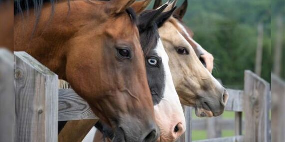 İngiltere’de yapılan araştırma: Atlar bilinenden çok daha zeki