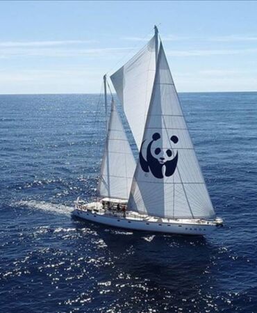 blue panda